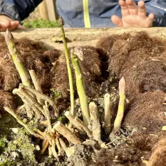 Endlich wieder Spargelzeit! Junge Spargelspitzen wachsen aus der Erde, bedeckt mit braunem Mulch. Ein Kind streckt neugierig die Hand aus.