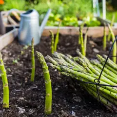 Frisch geernteter Spargel liegt im Korb, während weitere Stangen im Beet wachsen. Die Spargelzeit neigt sich dem Ende zu.