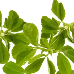 Zwei Zweige mit leuchtend grünen Blättern. Bockshornklee ist bekannt für seine positive Wirkung auf die Leber.