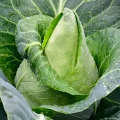 Ein frischer Spitzkohl mit Tautropfen auf den Blättern, bereit zum Ernten. Perfekt für den Anbau im eigenen Garten.