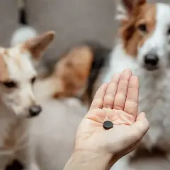 Hand hält Kohletablette für Hunde. Die richtige kohletabletten huhn dosierung ist wichtig für die Gesundheit.