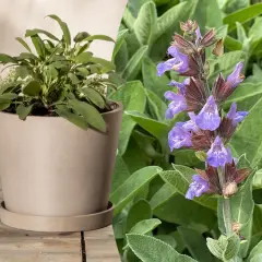 Salbei in einem Topf und blühend. Vorsicht: Salbei giftig in großen Mengen.