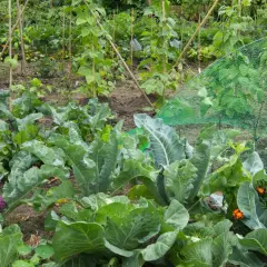 Ein bunter Gemüsegarten mit Kohl, lila Blumenkohl und orangefarbenen Blumen. Hier wächst alles, was neben Blumenkohl gut gedeiht.