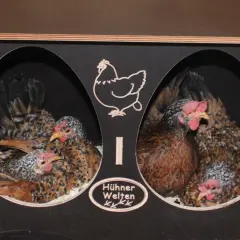 Zwei Hühner sitzen in ihren Nestern, bereit zum Entglucken. Ein Schild mit der Aufschrift "Hühner Welten" ziert die Brutbox.