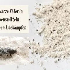 Schwarze Käfer im Mehl: Ein einzelner Käfer auf einer Nahaufnahme von Mehl und viele kleine Käfer in einer größeren Mehlprobe.