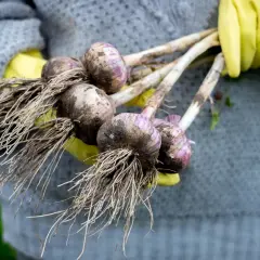 Frisch geernteter Knoblauch mit Wurzeln, bereit zum Trocknen. Das Ergebnis von knoblauch selber pflanzen.