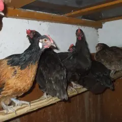 Mehrere Hühner, einige braun-schwarz, andere schwarz, sitzen auf einer Sitzstange in einem Stall.