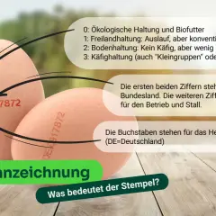 Eierkennzeichnung erklärt: Die Zahlen geben Haltungsform (0-3), Bundesland & Stall an. DE steht für Deutschland. Infos zu Eier ab Hof Verkauf Vorschriften.
