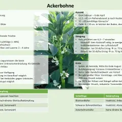 Ackerbohnen sind eine Leguminosenart, die sich gut zur Unkrautunterdrückung eignet. Sie bevorzugen schwere Böden und benötigen wenig Stickstoff.