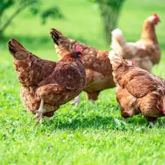 Mehrere braune Hühner auf einer grünen Wiese. Ein Huhn atmet schwer, während es nach Futter sucht.