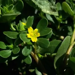 Ein kleines, gelbes Blümchen auf einem Portulak. Was ist Portulak? Eine fleischige Pflanze, die man essen kann.