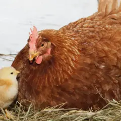 Eine Henne mit ihrem Küken im Nest. Die Befruchtung der Eier durch den Hahn ist ein natürlicher Prozess, der vor dem Legen stattfindet.