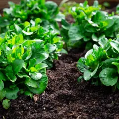 Frisch gepflanzter Feldsalat im Garten. Die grünen Blätter glänzen feucht, bereit zum Vorziehen und Wachsen.