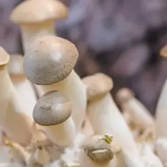 Einige junge Kräuterseitlinge wachsen dicht beieinander. Sie sind ein Beispiel dafür, wie man Pilze anbauen kann.