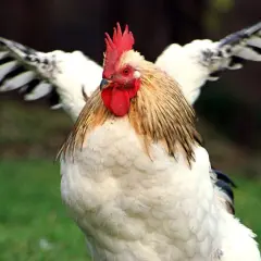 Ein stolzer Hahn mit ausgebreiteten Flügeln, ein beeindruckendes Beispiel für verschiedene Hahn Arten.