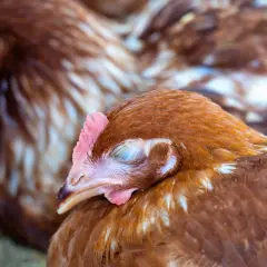 Ein braunes Huhn mit geschlossenen Augen ruht sich aus. Es ist ein Legenot Huhn, das sich von der Anstrengung erholt.