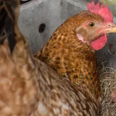 Braunes Huhn mit roten Kamm und Kehllappen, das in einem Nest aus Stroh sitzt. Es könnte Anzeichen von bauchwassersucht zeigen.