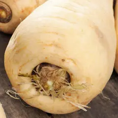Frisch geerntete Pastinaken, bereit zum Kochen. Diese Wurzelgemüse sind ideal für Suppen und Eintöpfe.