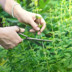 Hände schneiden frische Minze im Garten.