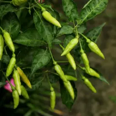 Grüne Chilis hängen an einem Strauch, bereit, um scharfe Gerichte zu verarbeiten.