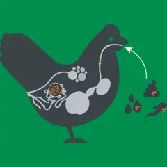 Illustration zeigt das Verdauungssystem eines Huhns mit einem Spulwurm im Darm. Der Kreislauf der Infektion wird durch Pfeile und Kot dargestellt.