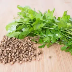 Frischer Koriander und Koriandersamen liegen auf einem Holzbrett. Die Samen sind ein wichtiger Bestandteil für die Aromen und die gesunden Koriander Inhaltsstoffe.