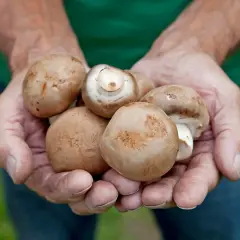 Hände halten frisch geerntete braune Champignons. Ein Beweis dafür, dass Pilze anbauen Freude macht.