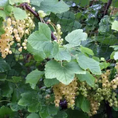 Reife weiße Johannisbeeren hängen an einem Strauch. Der ideale **johannisbeere standort** ist sonnig bis halbschattig.