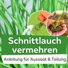 Schnittlauch vermehren: Samen und junge Pflanzen für die Aussaat und Teilung.