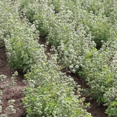 Reihen von blühendem Majoran auf einem Feld. Was ist Majoran? Ein beliebtes Küchenkraut, das hier in voller Pracht wächst.