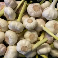 Frisch geernteter Knoblauch, bereit für die Küche. Die weißen Köpfe mit grünen Stielen versprechen würzige Aromen.