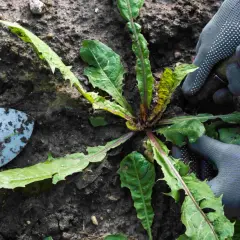Gartenarbeit: Hände mit Handschuhen und Werkzeug entfernen Löwenzahn. Eine Unkrautliste mit Bildern hilft bei der Identifizierung.