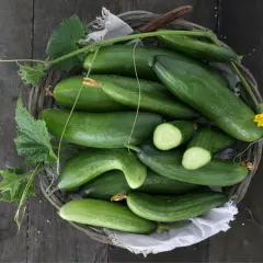 Frisch geerntete Gurken liegen in einem Korb. Die grünen Früchte mit Blättern und einer gelben Blüte sind bereit für die Zubereitung.