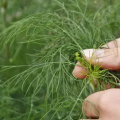 Hände ernten frischen Dill. Die feinen grünen Zweige sind bereit für die Küche.