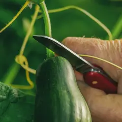 Nah, wann gurken ernten? Eine Hand mit Messer schneidet eine reife Gurke vom grünen Stiel.