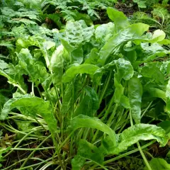 Ein dichter Busch grüner Sauerampfer Pflanzen wächst im Garten. Die Blätter sind frisch und leicht gewellt.