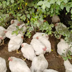 Eine Gruppe weißer Hühner kauert im Schatten von Blättern. Einige zeigen rote Köpfe, was auf Marek-Huhn-Symptome hindeuten könnte.