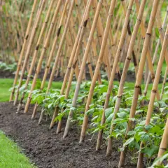 Reihen von jungen Stangenbohnen wachsen an Bambusgestellen. Die Mischkultur im Garten verspricht eine reiche Ernte.