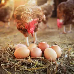 Ein Huhn steht über einem Nest mit Eiern und wirft die Frage auf: was war zuerst da das huhn oder das ei?