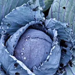 Ein frisch gewachsener Rotkohl im Garten, dessen Blätter von Tautropfen bedeckt sind. Die lila Farbe des Gemüses ist intensiv.