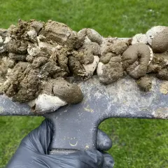 Ein Handschuh hält eine Schaufel mit Hühnerkot. Der Kot ist feucht und hat eine gelbliche Farbe, gemischt mit weißem Material.