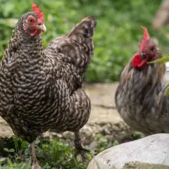 Zwei Hühner im Freien, eines im Vordergrund mit detailliertem Gefieder, das auf eine gesunde Verdauung bei Hühnern hindeutet.