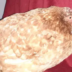 Ein Huhn mit auffällig vollem Kropf, möglicherweise eine Kropfverstopfung, sitzt auf einem roten Stoff.