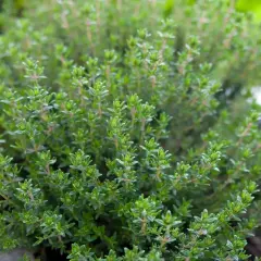 Ein dichter, grüner Thymianbusch im Garten. Der ideale thymian standort ist sonnig und gut durchlässig, damit er üppig wächst.