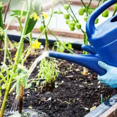 Gartensaison: Gurken brauchen Regenschutz, daher wird mit einer blauen Gießkanne gewässert.