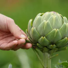 Eine Hand berührt zart die Schuppen einer frisch geernteten Artischocke, die im Garten wächst.