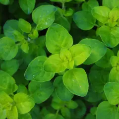 Nahaufnahme von grünen Oreganoblättern, die zeigen, wie Oregano aussieht. Die Blätter sind oval und wachsen in Büscheln.