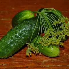 Frische Gurken und Dillblüten auf Holztisch. Dillsamen verwendung für Gewürzgurken.