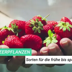 Hände halten frische, rote Erdbeeren. Diese Erdbeeren sind wie kleine Herzblätter, bereit für die Ernte.