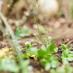 Zarte grüne Triebe kämpfen um Licht im Garten. Dieses Unkraut im Garten zeigt die Widerstandsfähigkeit der Natur.